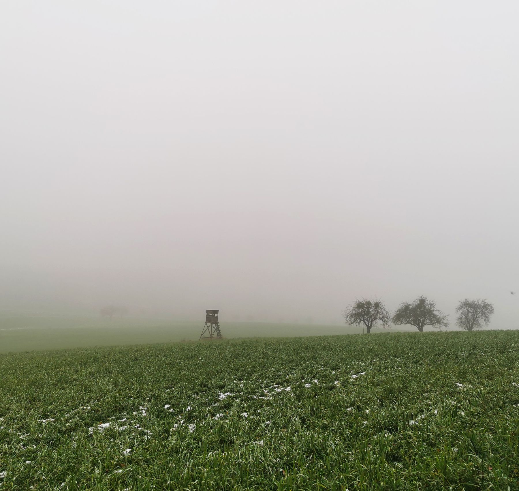 Misty meadow with trees and a hunting hide in the fog